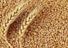 قیمت گندم تغییر می کند؟